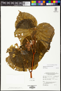 Begonia pseudolateralis image