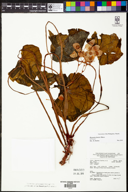 Begonia fenicis image