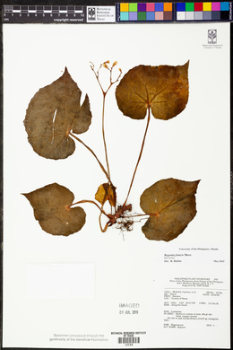 Begonia fenicis image