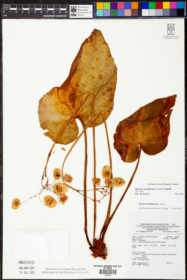 Begonia chingipengii image