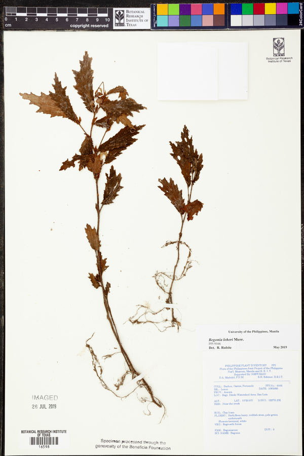 Begonia loheri image