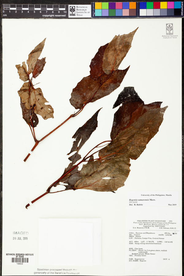 Begonia samarensis image