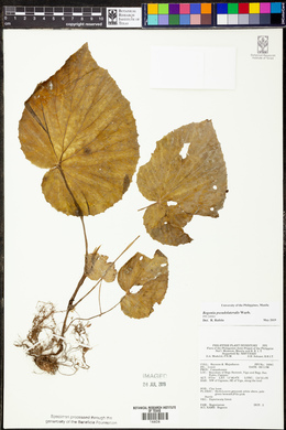 Begonia pseudolateralis image