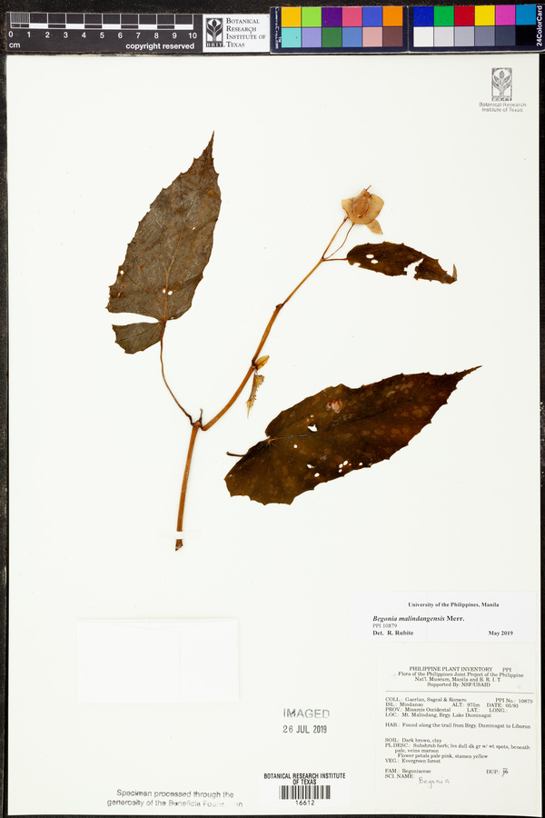 Begonia malindangensis image