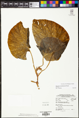 Begonia pseudolateralis image