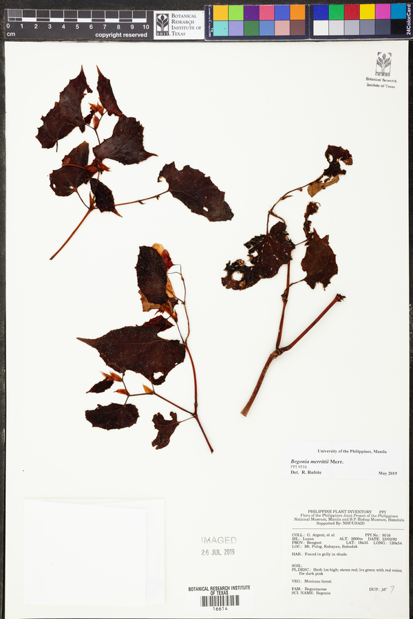 Begonia merrittii image