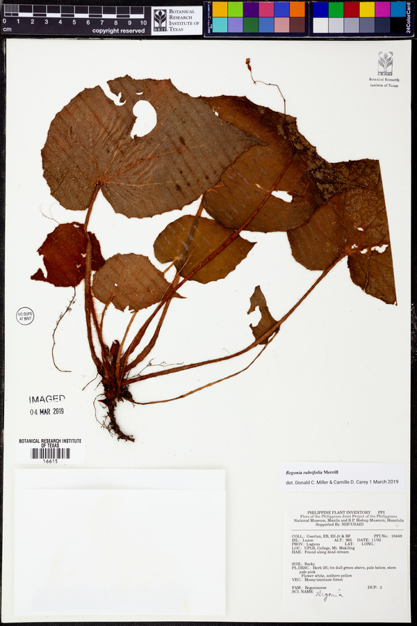 Begonia rubrifolia image