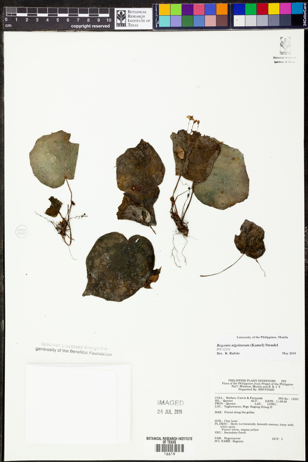 Begonia nigritarum image