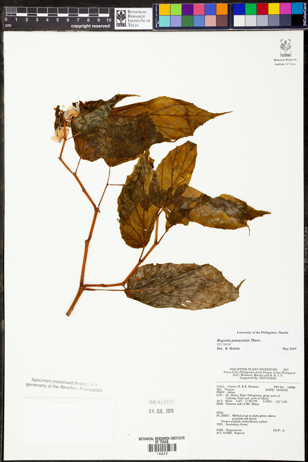 Begonia panayensis image