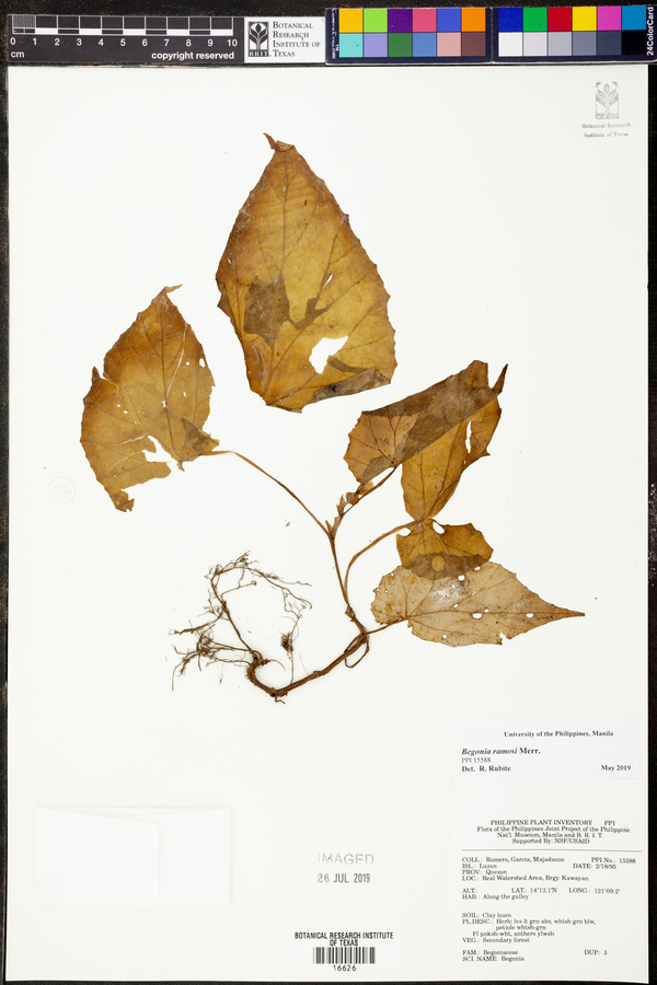 Begonia ramosii image