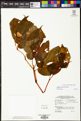 Begonia negrosensis image