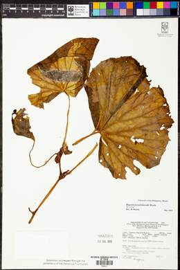 Begonia pseudolateralis image