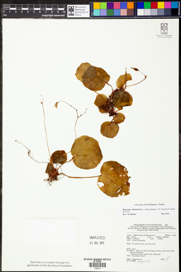 Begonia culasiensis image