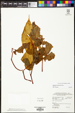 Begonia megalantha image