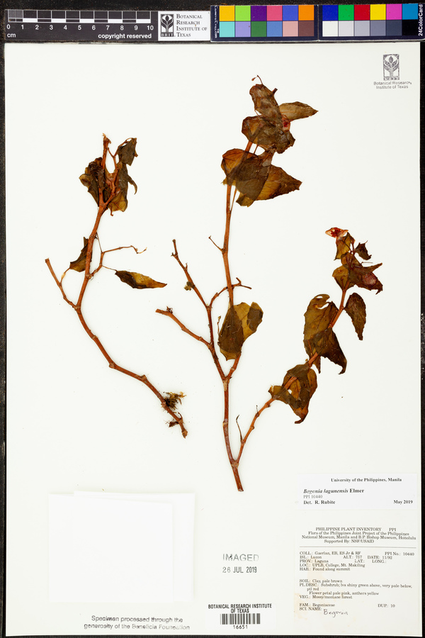 Begonia lagunensis image