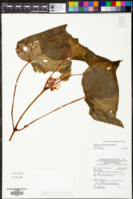 Begonia pseudolateralis image