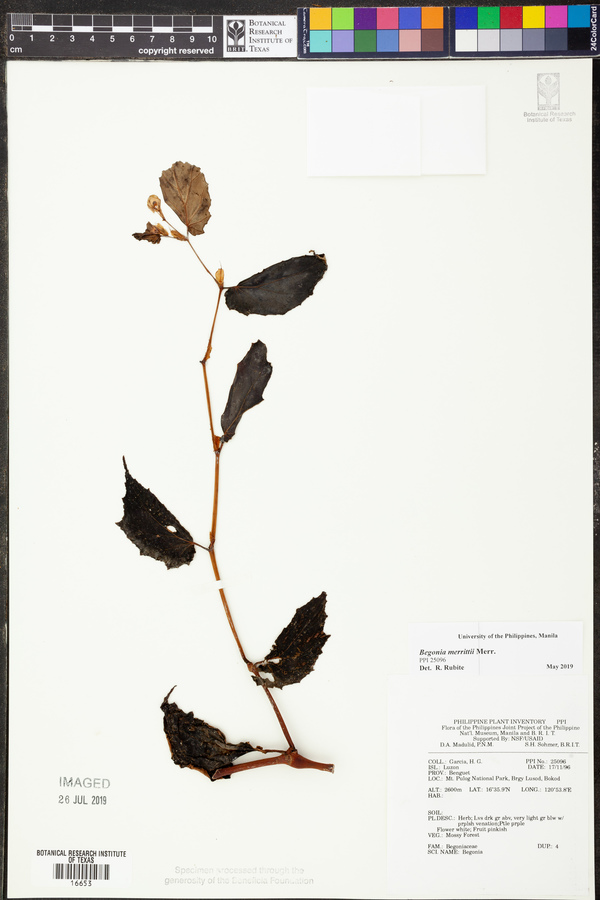 Begonia merrittii image