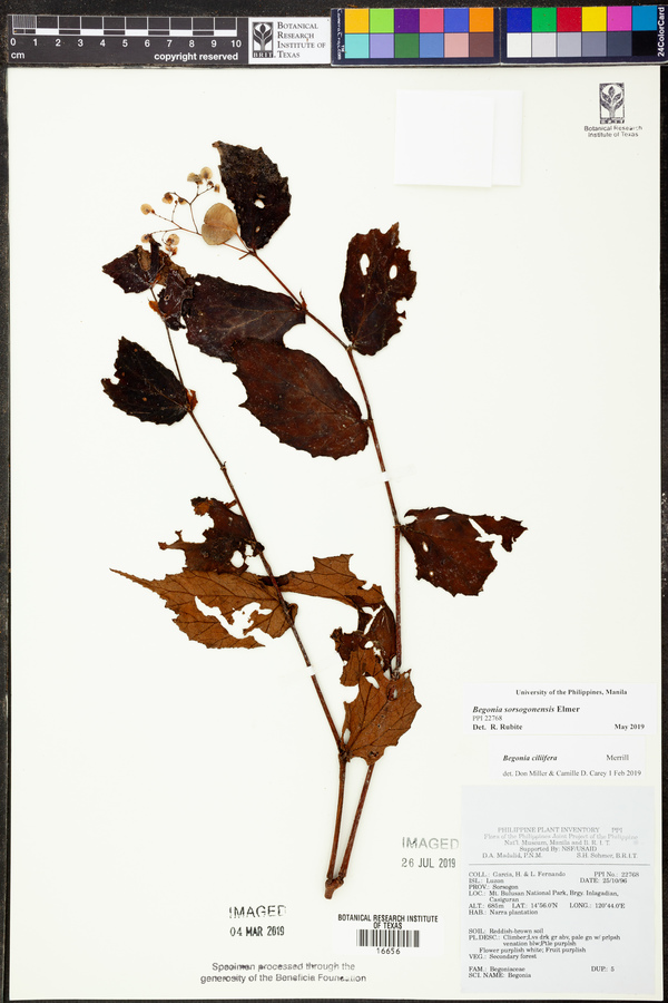 Begonia ciliifera image