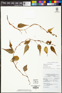 Image of Begonia lagunensis