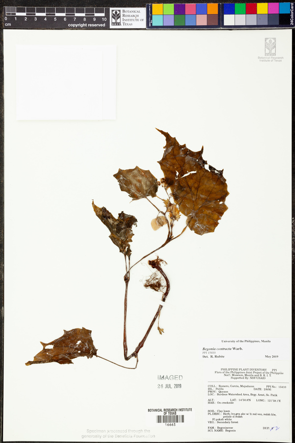 Begonia contracta image