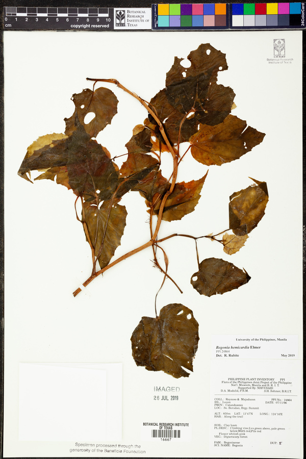 Begonia hemicardia image