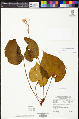 Begonia fenicis image