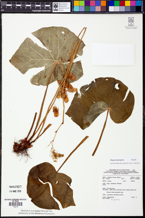 Begonia anisoptera image