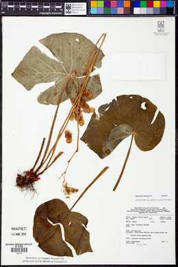 Image of Begonia anisoptera
