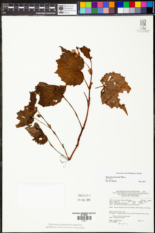 Begonia mearnsii image