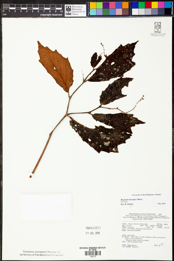 Begonia brevipes image