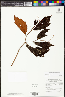 Image of Begonia brevipes