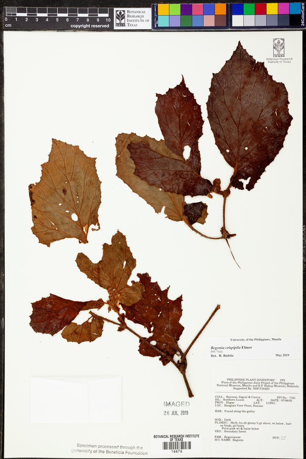 Begonia crispipila image