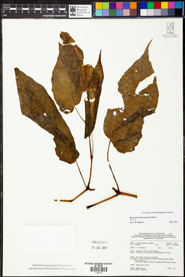 Begonia halconensis image