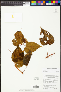 Begonia hemicardia image