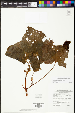 Begonia pseudolateralis image