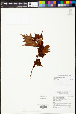 Image of Begonia longibractea