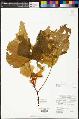 Begonia pseudolateralis image