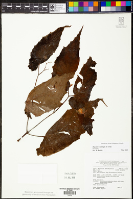 Begonia cumingii image