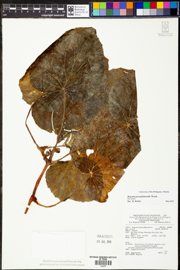 Begonia pseudolateralis image