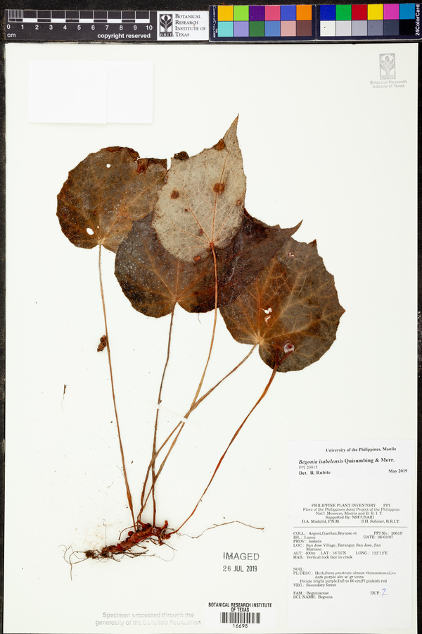 Begonia isabelensis image