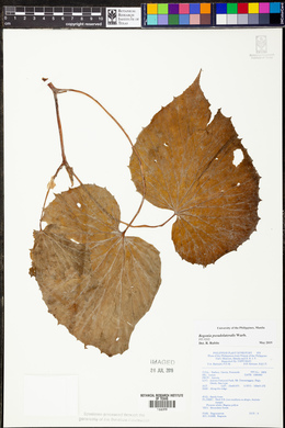 Begonia pseudolateralis image