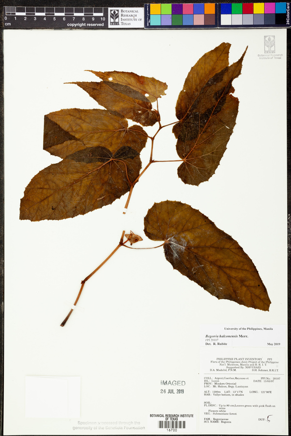 Begonia halconensis image