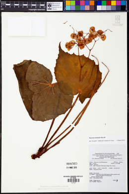 Begonia rubrifolia image