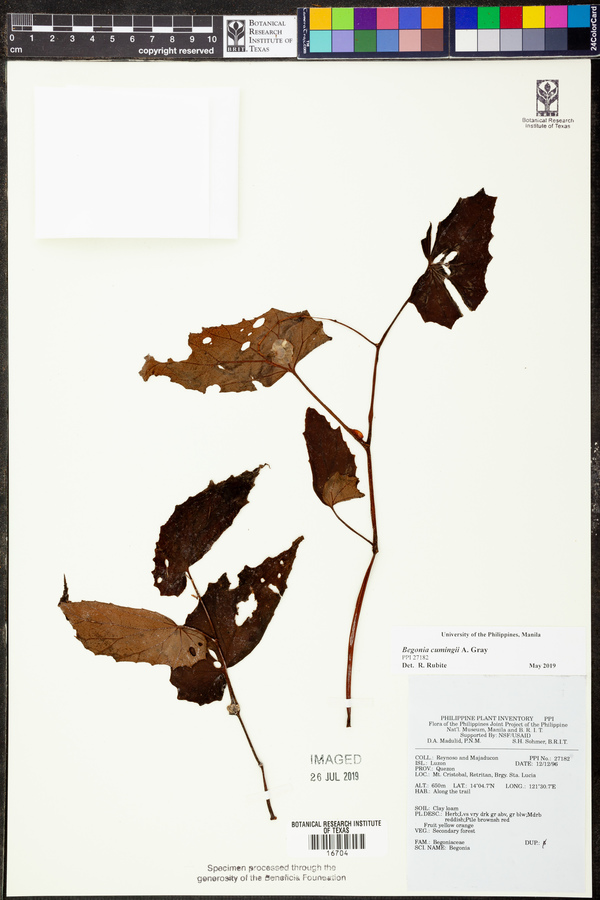 Begonia cumingii image