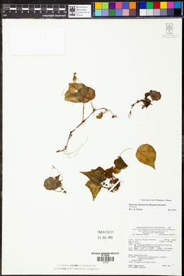 Begonia nigritarum image