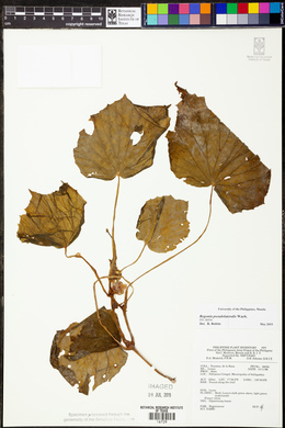 Begonia pseudolateralis image