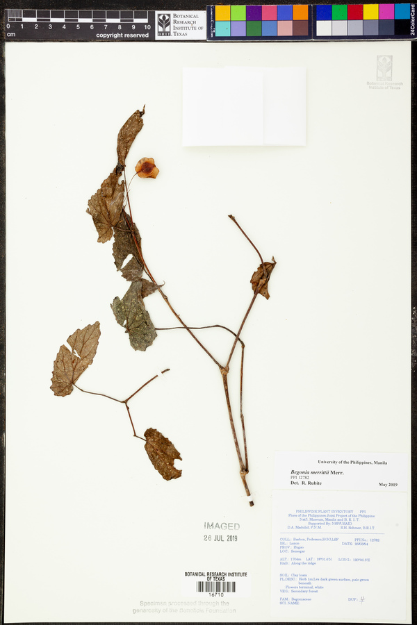 Begonia merrittii image
