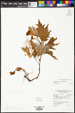 Begonia incisa image