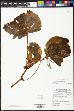 Begonia pseudolateralis image