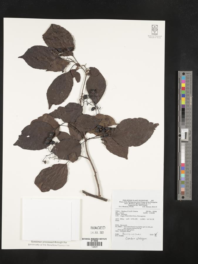 Cordia obliqua image